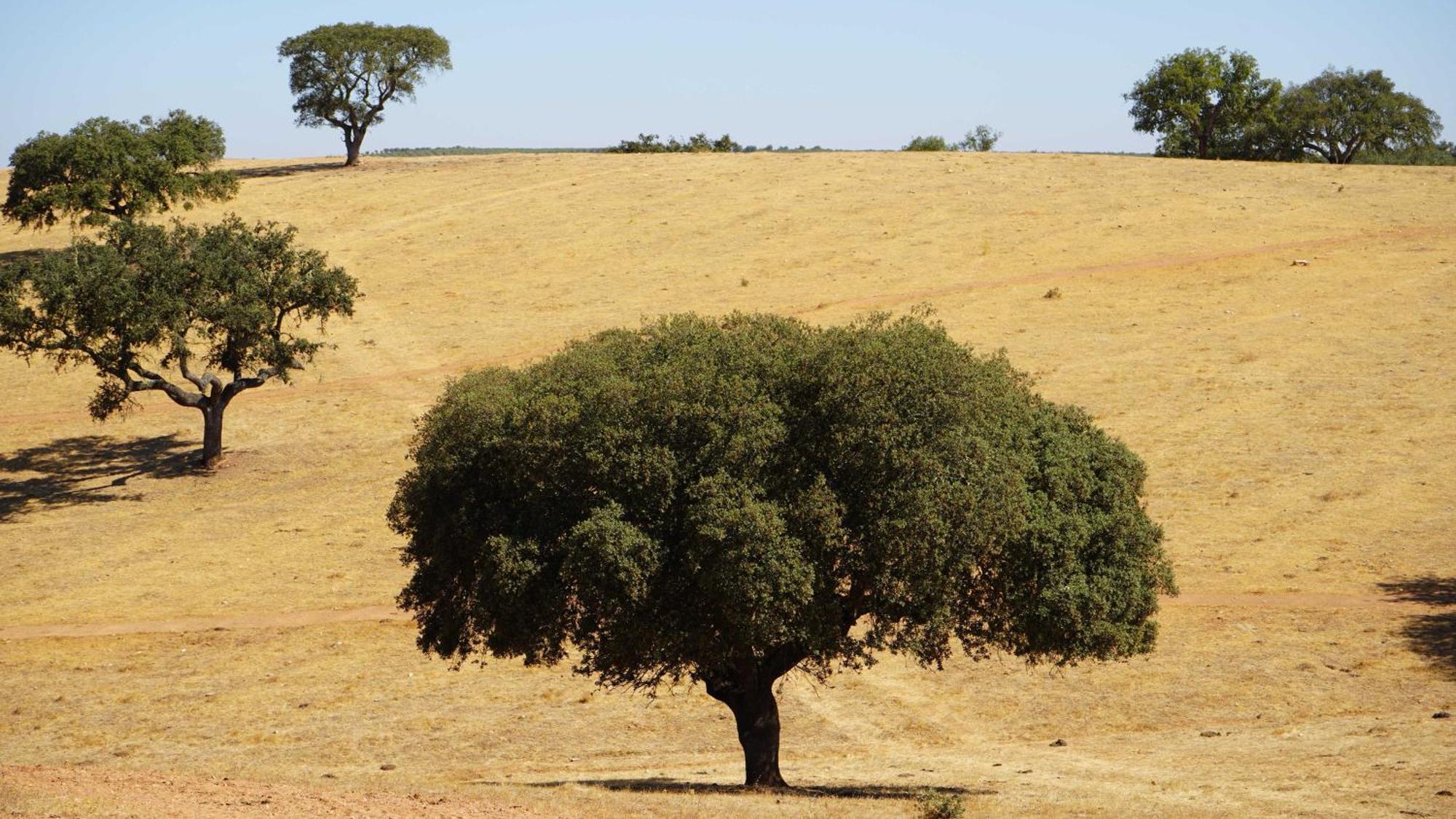 Agroturismo Xistos Cerca Εξωτερικό φωτογραφία